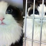 [EXO] 냥<b>태희</b>와 견빈봤냐? ㅋㅋㅋㅋ