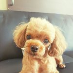 [댓글부탁해] 인형같은 우리 <b>해피</b>