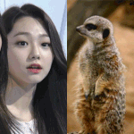 [드루와] <b>미나</b>켓