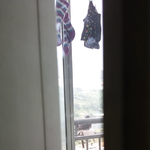 우리집 황조롱이?가 왔어요