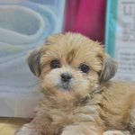 <b>도윤</b>/말티믹스/남아/2개월  *<b>도윤</b>이는 약간 소심한 성격을 가지고...