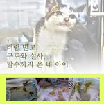 칼리시<b>바이러스</b>를 이겨내고 새삶을 찾고 싶습니다.