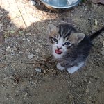 숲냥이 <b>입양</b>하실분~