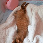 [EXO] 울<b>집</b> 고양이 어제 녹아내린쥴ㅋㅋㅋ