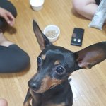 [주인을찾습] <b>대전</b> 강아지 주인 찾습니다 (미니핀)