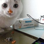 너구리 볶음<b>우동</b>?