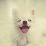 [포메라니안] 5개월.늠름해지는 울딸.메롱이~.<b>배변</b>훈련 어찌시켜요?