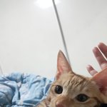 [고양이] 두냥이 구경하고 가세요!(5)