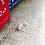 (구리)고양이 주인을 찾습니다/오드아이/볼터치/흰냥이/미용