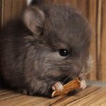 실제 <b>피카츄</b> 모델이라는 귀요미님