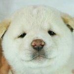 J야 <b>보</b><b>규</b>십따