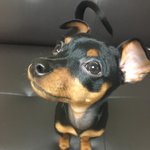 저희집 막내 <b>미니</b>핀 꾸꾸에용~!