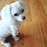 [EXO] 나 강아지 받았다 할머니<b>집</b>에서 데려<b>옴</b>
