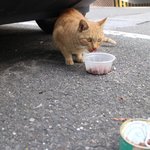 [드루와] 내가 찍은 길고양이 사진들이야!4