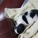 소중한 우리 <b>만두</b>