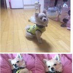 [댓글부탁해] 이제10개월된 우리 폼<b>피츠</b> 쿵이 애견동반 여행지가...