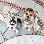 귀여운 울집막내 허스키 <b>식이</b>