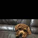 [강아지] 2살 남아 코코 입니다.