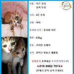[고양이] 고의적으로 쓰레기통에 유기된 3주된 아깽이 우리와 두리