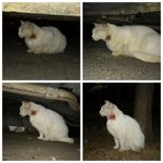 목에 큰 상처를 입고 살던 불쌍한 길냥이 <b>순이</b>좀 봐주세요..
