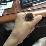 새줍해서 키워내셨다는분 글보고 우리집 참새도 자랑해요!!