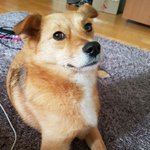 [또치재희동] 우리집 세마리 강아지들 3