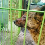 [방탈죄송] +++)이거 <b>동물</b>학대 맞죠?