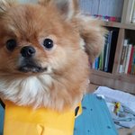 댕댕이 구명<b>조끼</b> 입고 찰칵!