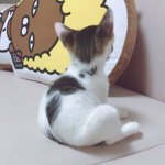 [드루와] 나 엄마가 허락 안했는데 강아지데꼬옴