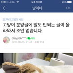 [개깊은빡침] 고양이 10만원에 <b>분양</b>받은후70만원 재<b>분양</b>사건