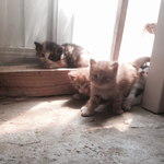 [고양이] <b>역변</b> 쿨냥 금둥이