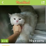 아깽이 <b>대란</b>에 버려지는 냥이들이 많아요..