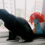[고양이] 울 집 냐옹이 화보