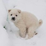 [EXO] 겨울에 울 <b>강아지</b>