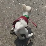 [드루와] 우리집댕댕이 보구가