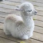 [임영민] <b>영미</b>니 닮은꼴..