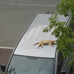 이 차는 내꺼다옹~!!