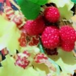 [EXO] 큥스타 댓글