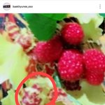 [EXO] 근데 이거 산딸기 뒤에