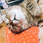 [강아지고양] 강아지하나,고양이셋 [2]