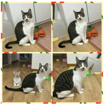 아깽이때 구조됬는데 몇달이 지나도록 소식이 없는 13마리 냥이들이예요