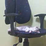 <b>순이</b> 잔다ㅠㅠ아구귀여워