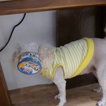 <b>울집</b> 개 봐