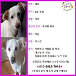 [<b>동행</b>세상] 길에서 두번의 출산을 하고 개고기로 생을 마감할뻔했던...
