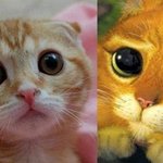 장화 신은 고양이 스코티쉬 <b>폴드</b>
