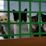 버림받은 아이들을 입양해 주세요.