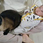 [고양이] 아기랑 고양이랑 같이 키우는게 고민이라 글 썼던 글쓴이에요
