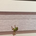 [EXO] <b>방안</b>에 개구리들어옴 ㅅㅂ