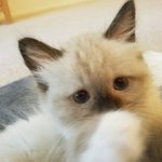 [고양이] 렉돌 바나에요