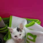 [고양이] 사월이..기억하시나요?!(추가)